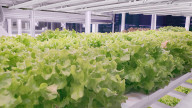 Present and Future in Vertical Farming