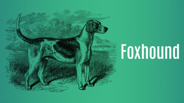Foxhound Evaluation Board