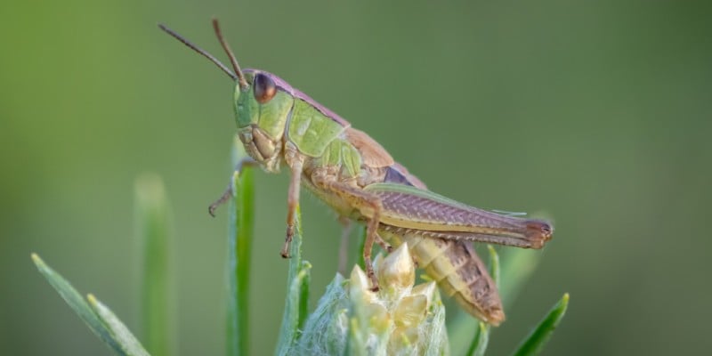 Memtransistor-based Collision Detection Scheme is Inspired by Insects ...