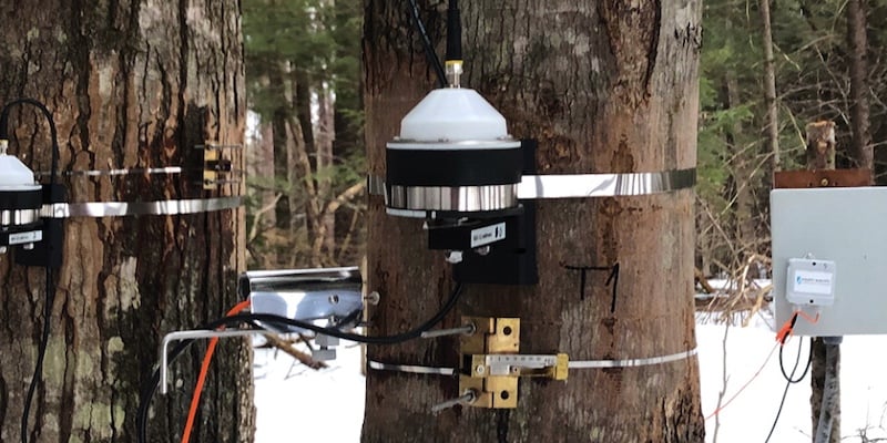 Tree Tech: Enlisting Electronics in Environmental Protection - News