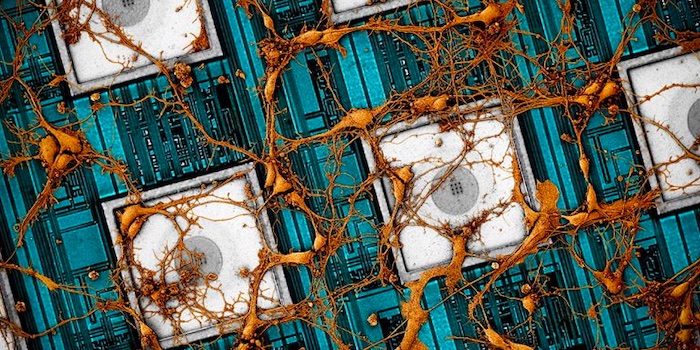 Neuromorphic Chips Increasingly Mimic Brain Plasticity - News