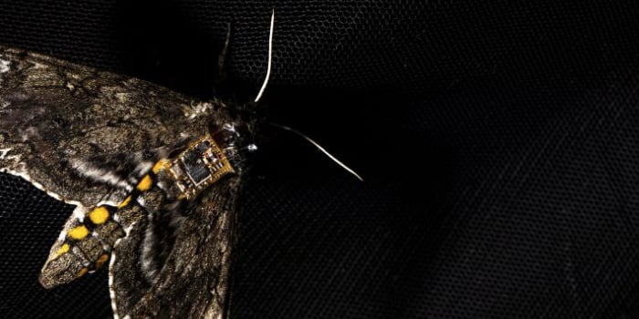 New Sensor is So Tiny That an Insect Can Drop It Into Dangerous ...