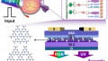Researchers Push the Boundaries of Neuromorphics With Retina-inspired UV Sensor