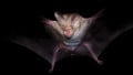 A New Bat-Like Sensor Captures Images Using Echolocation