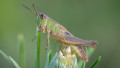 Memtransistor-based Collision Detection Scheme is Inspired by Insects