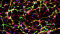 Electronic Synapses: One Step Closer to Creating Artificial Neural Networks