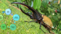 Inspired by Hercules Beetles, Researchers Devise Humidity Sensor