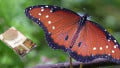 Light-Activated Hydrogen Sensor Inspired by Butterfly Wings