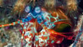 Stanford Engineers Look to Mantis Shrimp Eyes as Muse for Optical Sensor
