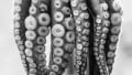 Bio-Inspired Wearable Fabric Sensor Takes Notes from Octopus Suckers