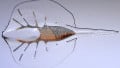 Researchers Create a Robotic Stingray with Light-Activated Living Cells