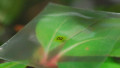 Knock on Wood: Researchers Turn to Wood as a Surprising Electronic Substrate 
