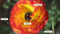 CES 2016: 1080p With HDR Trumps UHD/4K