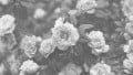 Introduction to Histogram Equalization