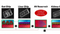 Organ-on-a-Chip Designed to Overcome Major Flaws in Pharmaceutical Processes 