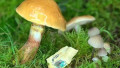Mushroom-based Substrates: Next Biodegradable Electronic Solution?