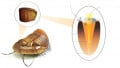 NIST Goes Prehistoric With Nature-inspired Metalens Imaging Technology