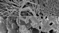 Duke University’s Silver Nanowires Could Allow for Low-Cost Alternative Inks for Printed Electronics