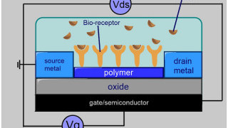Diamonds Finally Find Footing on the Semiconductor Stage—for Rapid COVID-19 Testing