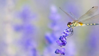 Preparing for the Narrow Band IoT: New CEVA-Dragonfly NB2 Aims to Support Low-Power IoT Devices