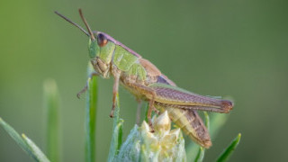 Memtransistor-based Collision Detection Scheme is Inspired by Insects