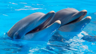 What Are Dolphins Talking About? Gavagai’s Using Linguistics, AI, and Machine Learning to Find Out