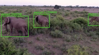 Electrical Engineer Creates AI System to Track Elephants Without Tags