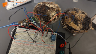 Mycelium Memory: Researchers Grow Sustainable Computing From Mushrooms