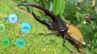 Inspired by Hercules Beetles, Researchers Devise Humidity Sensor