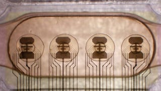 Swiss Startup Sets Out to Develop the World’s First Living Processor