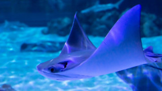 Inspired by Manta Rays, “Butterfly Bot” is the Fastest Swimming Soft Bot Yet