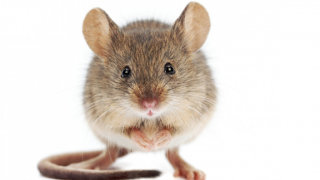 Hack a Mousetrap with a 433MHz RF Module