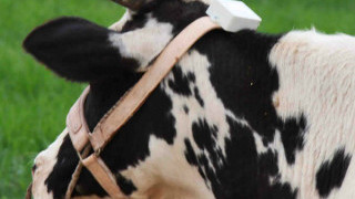 Fitbits for Elephants and Wearables for Pets