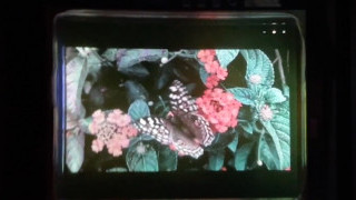 Saphlux Brightens AR/VR Micro-LED Displays With Nanoporous Quantum Dots