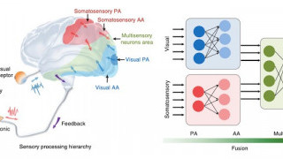 Skin-Like Sensors and AI Offer (Surprisingly) Accurate Hand Gesture Recognition