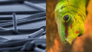 Achieving Angle of Light Detection: Silicon Nanowires Emulate a Gecko’s Ears