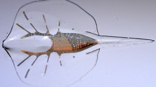 Researchers Create a Robotic Stingray with Light-Activated Living Cells