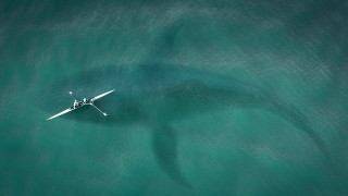 AI Enables Shark Spotting Drones to Patrol Australia’s Beaches