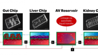 Organ-on-a-Chip Designed to Overcome Major Flaws in Pharmaceutical Processes 
