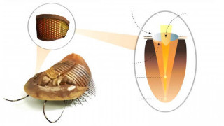 NIST Goes Prehistoric With Nature-inspired Metalens Imaging Technology