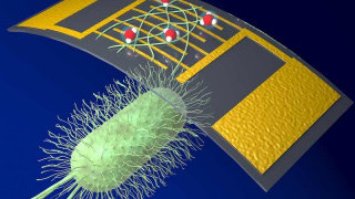 A Highly Sensitive and High-Performing ‘Green’ Electronic Sensor