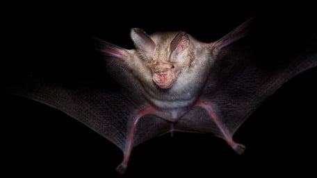 A New Bat-Like Sensor Captures Images Using Echolocation