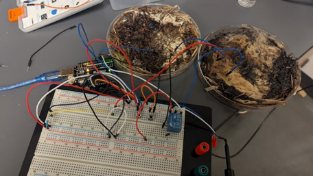 Mycelium Memory: Researchers Grow Sustainable Computing From Mushrooms