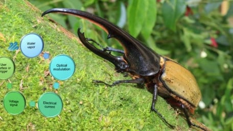 Inspired by Hercules Beetles, Researchers Devise Humidity Sensor