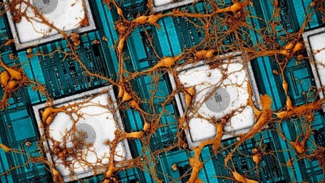 Neuromorphic Chips Increasingly Mimic Brain Plasticity