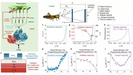 Engineers Create Low-Power Collision Detector Inspired by Locusts