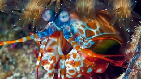 Stanford Engineers Look to Mantis Shrimp Eyes as Muse for Optical Sensor