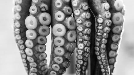Bio-Inspired Wearable Fabric Sensor Takes Notes from Octopus Suckers
