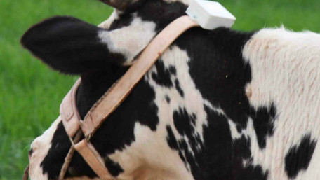 Fitbits for Elephants and Wearables for Pets