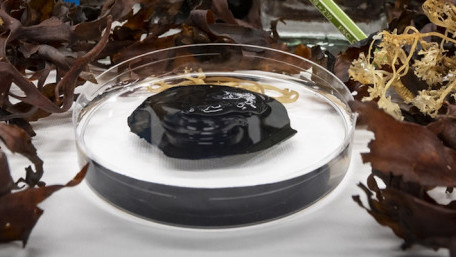 Seaweed-based Sensor Acts as Second Skin for Health Monitoring